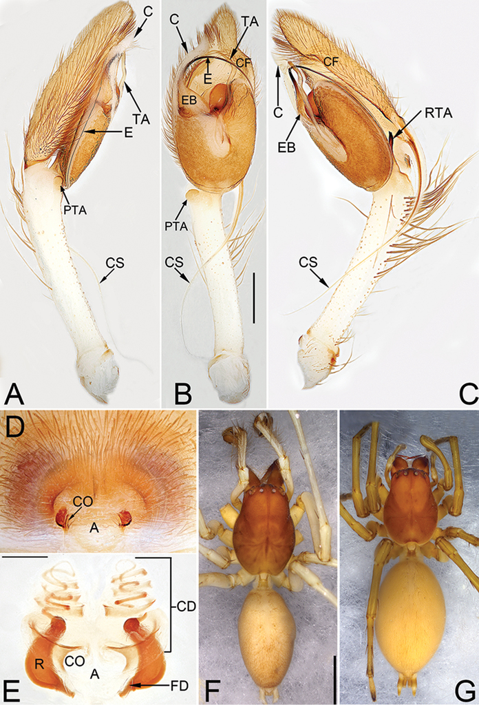 Four Species Of Spider Genus Cheiracanthium C L Koch 19 Araneae Eutichuridae From Jinggang Mountains Jiangxi Province China