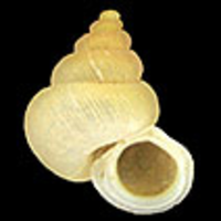 gemeenschap motief Blijkbaar A review of the land snail genus Alycaeus (Gastropoda, Alycaeidae) in  Peninsular Malaysia