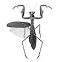 Friend To Bugs Praying Mantis Pin Broach Button #LCPS Mantodea 