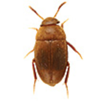 A review of the Cholevinae from the island of Borneo (Coleoptera ...