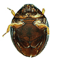 A new species of Sphaerius Waltl from China (Coleoptera, Myxophaga ...