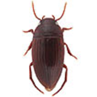 Taxonomic revision of the genus Copelatus of Madagascar (Coleoptera ...