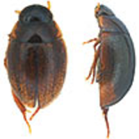A new species of Laccobius Erichson, 1837 (Hydrophilidae, Coleoptera ...