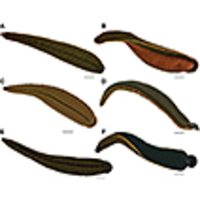 Pjece Zoologisk have mekanisk A new species of buffalo leech in the genus Hirudinaria Whitman, 1886  (Arhynchobdellida, Hirudinidae) from Thailand
