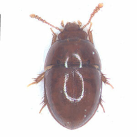 New record of the genus Typhlocolenis Hoshina, 2008 (Coleoptera ...