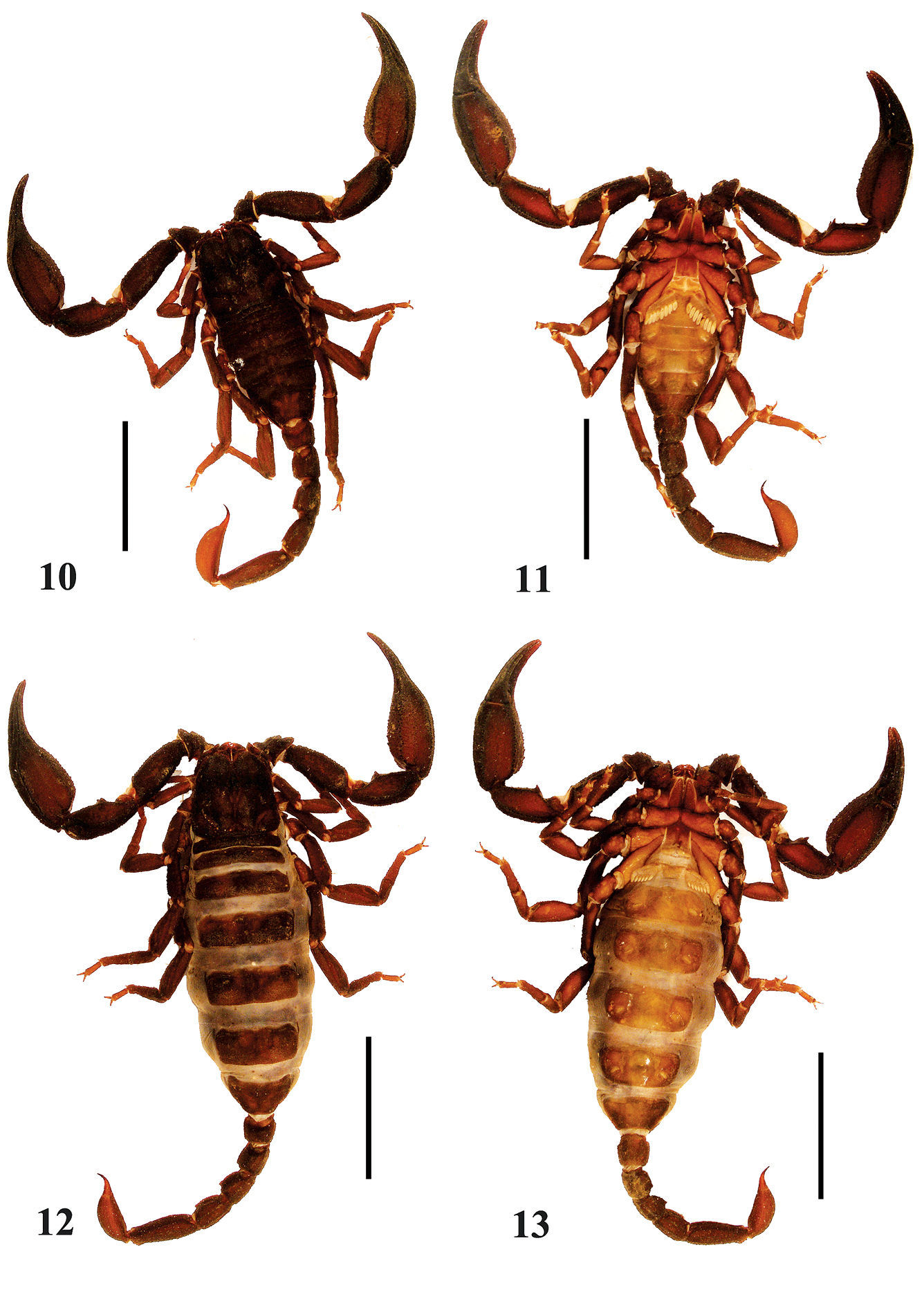 Insektenkunde Taxidermie Insekt Scorpion Mesobuthus Martensii A1 aus Indonesien 
