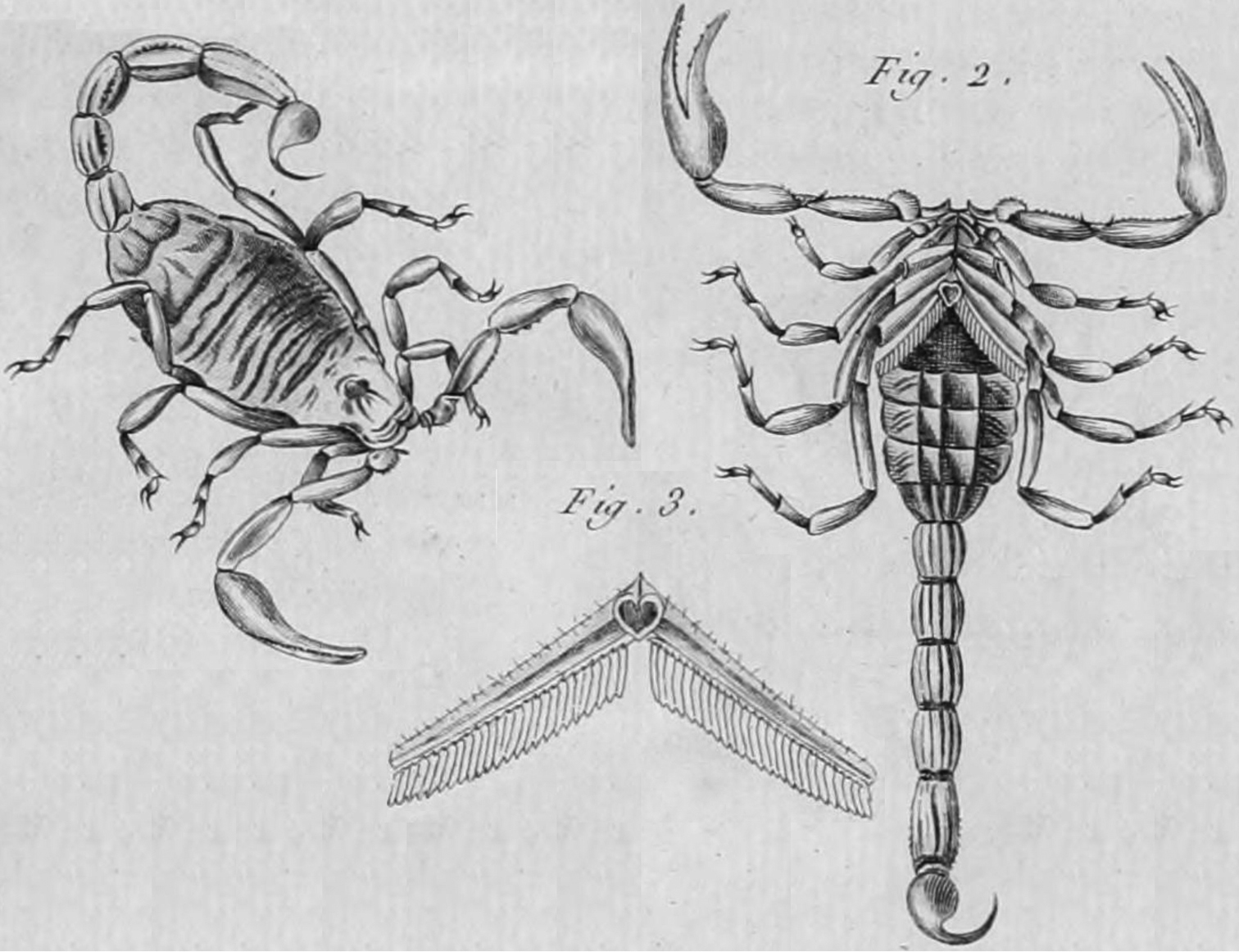 Какой признак внешнего строения скорпиона. Строение скорпиона. Строение скорпиона рисунок. Анатомия скорпиона. Внешнее строение скорпиона.