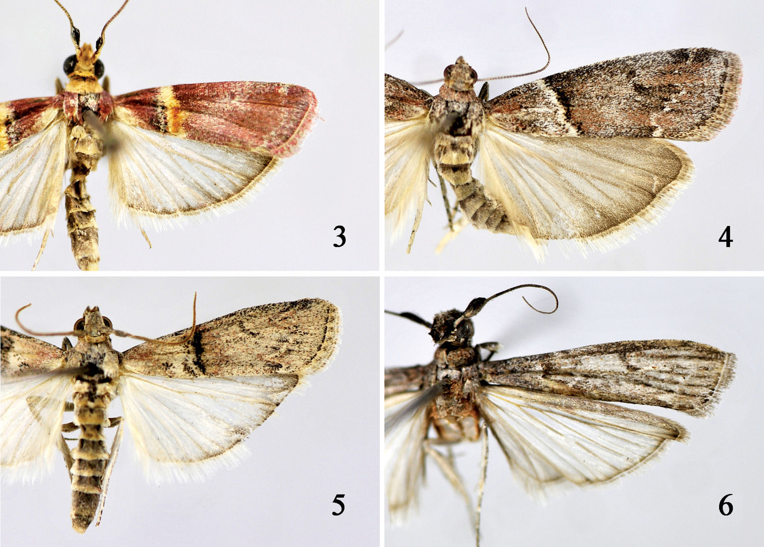 Review of the genus Merulempista Roesler, 1967 (Lepidoptera, Pyralidae ...