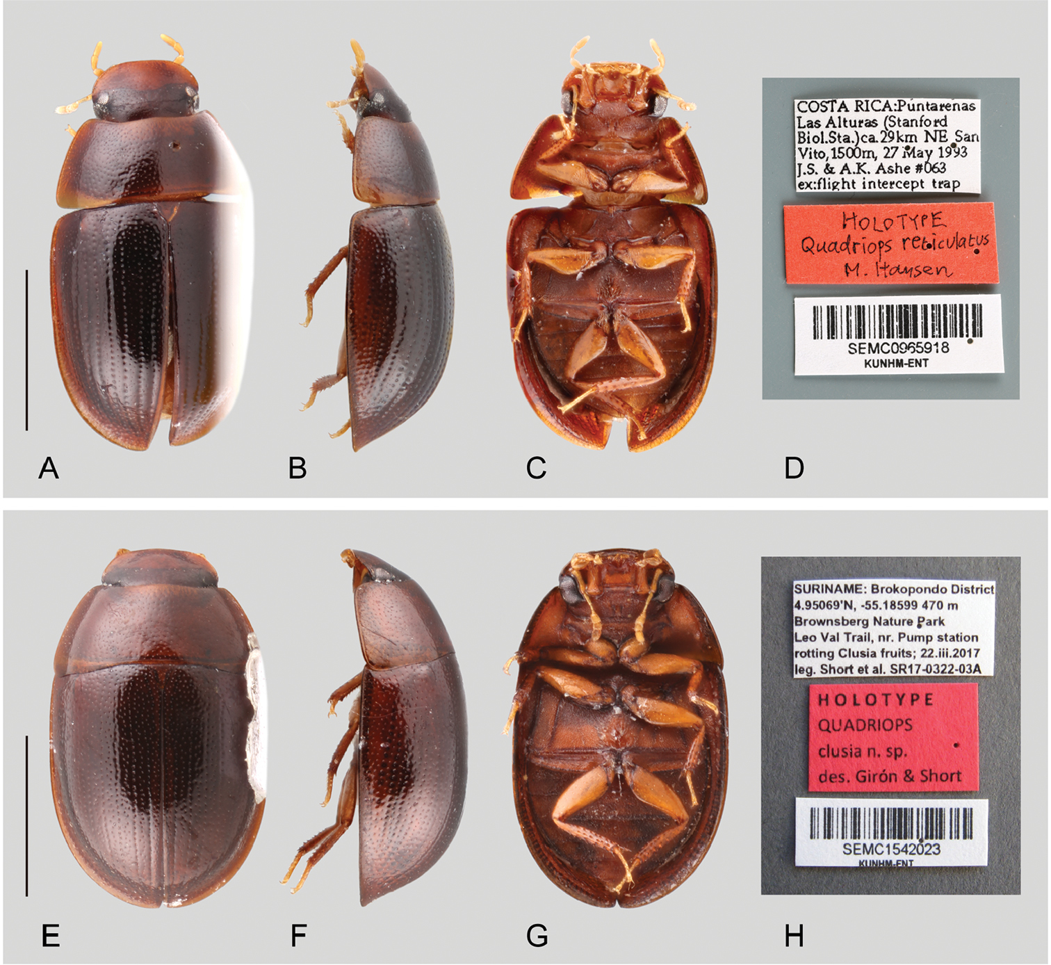 Revision Of The Neotropical Water Scavenger Beetle Genus Quadriops Hansen 1999 Coleoptera Hydrophilidae Acidocerinae