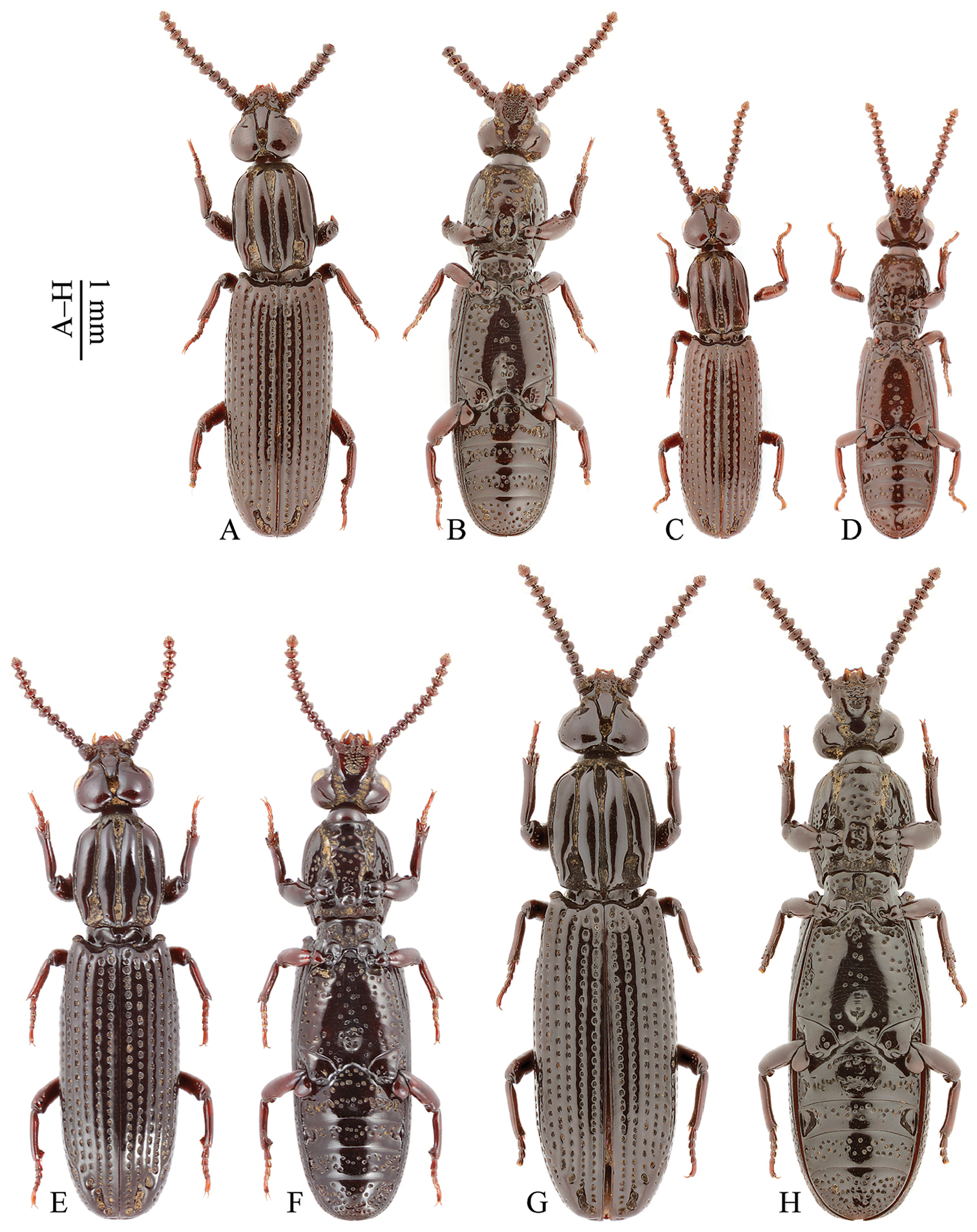 Omoglymmius S Str Wukong Sp N A New Species From Xizang China Coleoptera Rhysodidae Omoglymmiini