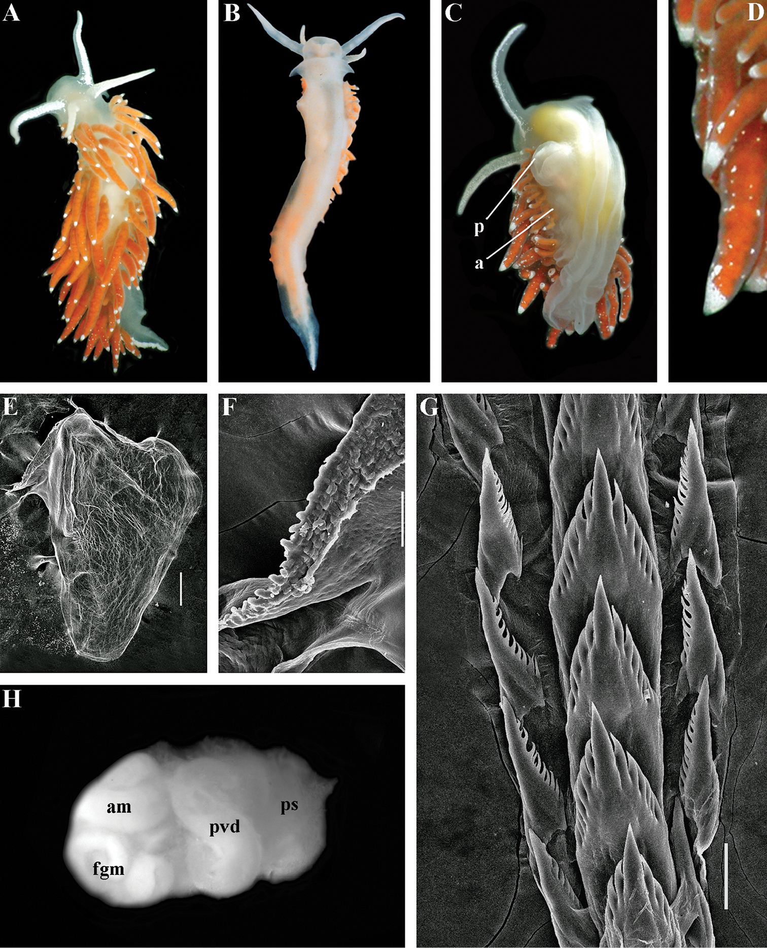 O molusca ia prin surprindere cercetatorii: are penis detasabil