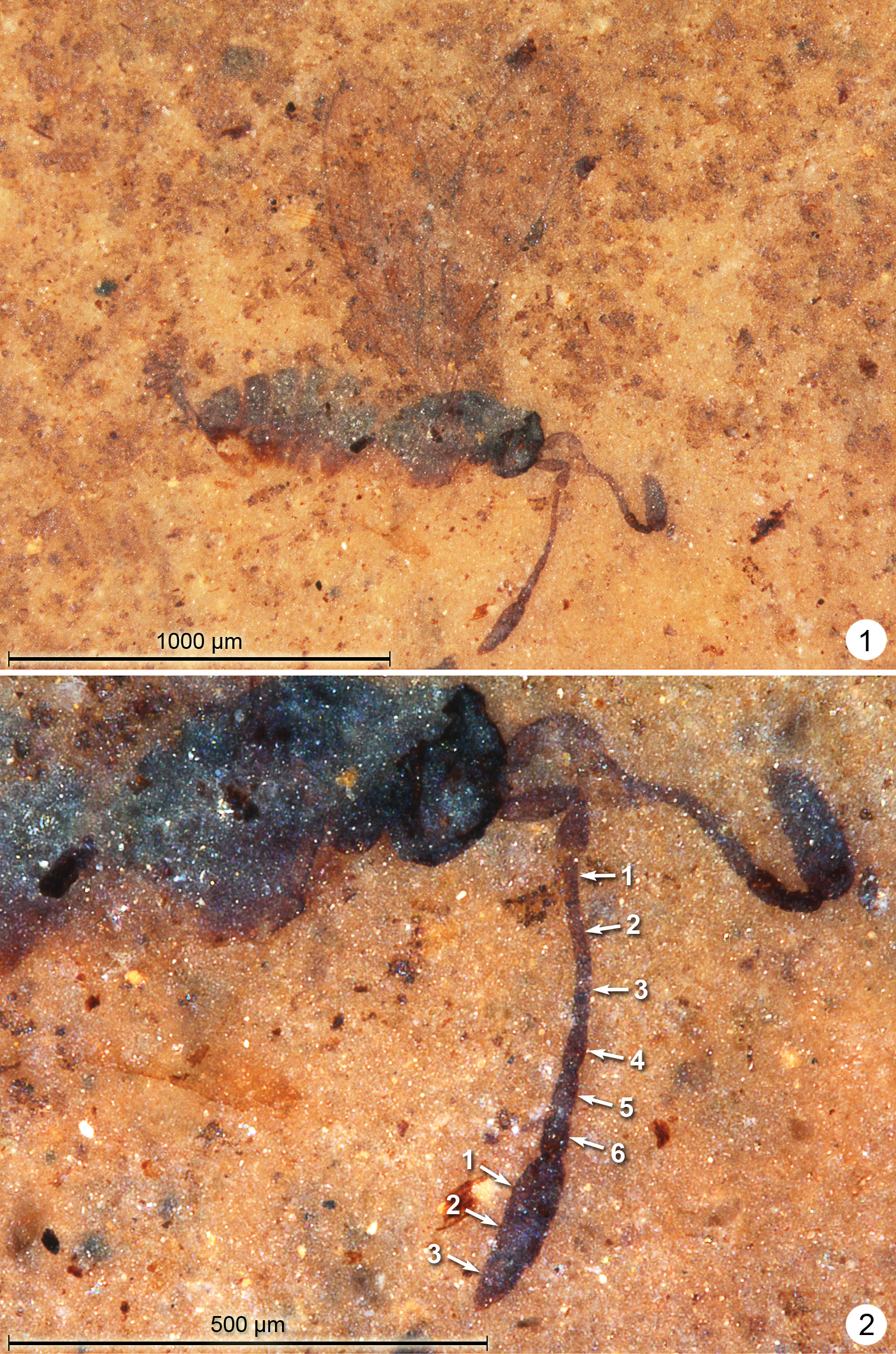 Compression fossil Mymaridae (Hymenoptera) from Kishenehn oil shales, with  description of two new genera and review of Tertiary amber genera