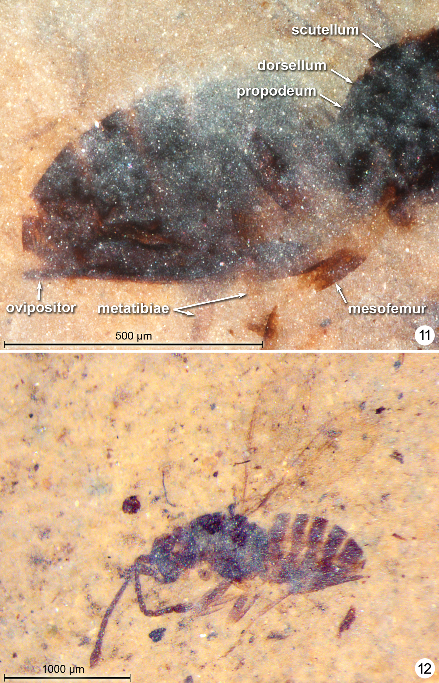 Compression fossil Mymaridae (Hymenoptera) from Kishenehn oil shales, with  description of two new genera and review of Tertiary amber genera