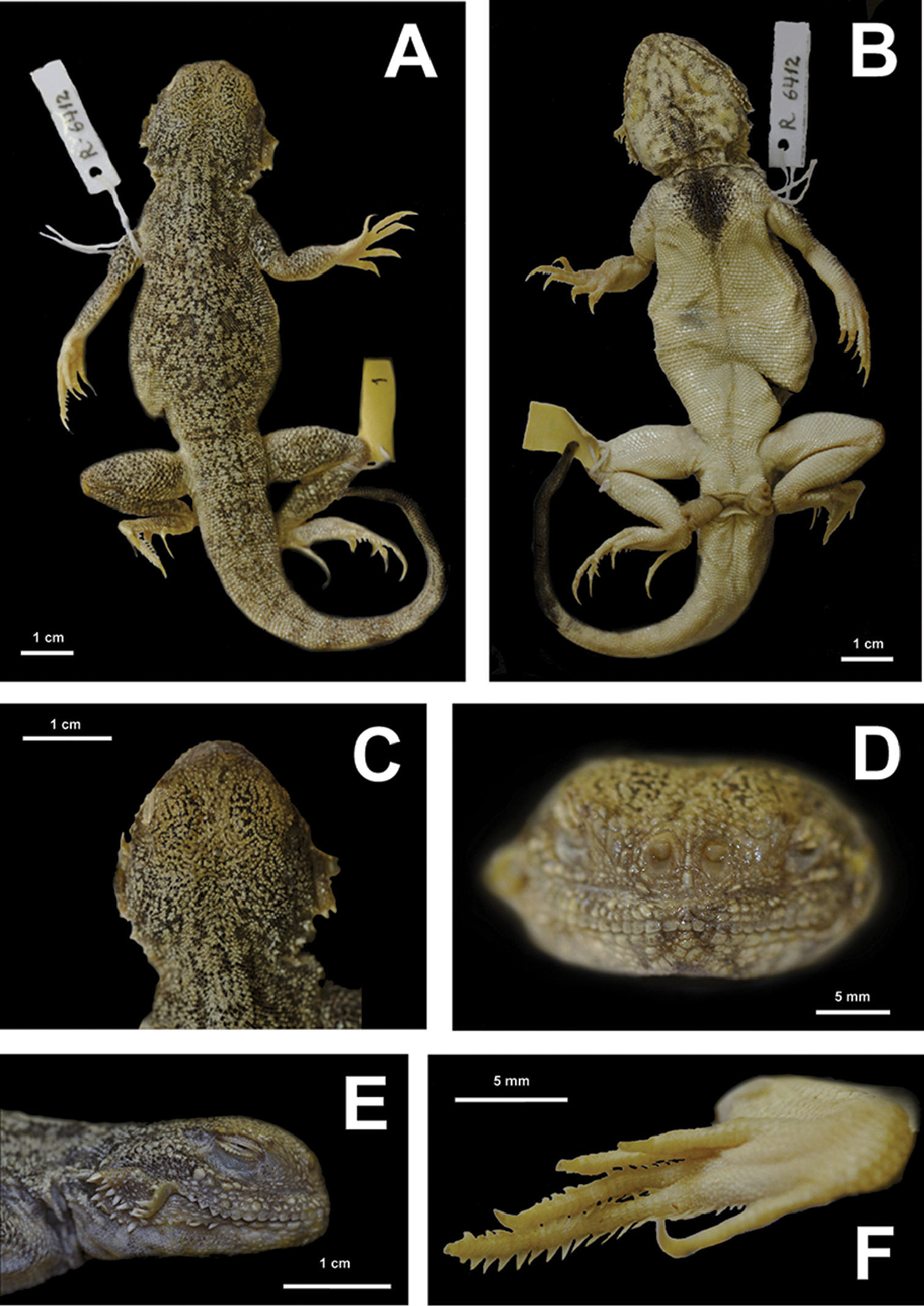 Draw And Label The Dorsal View Of Agama Lizard