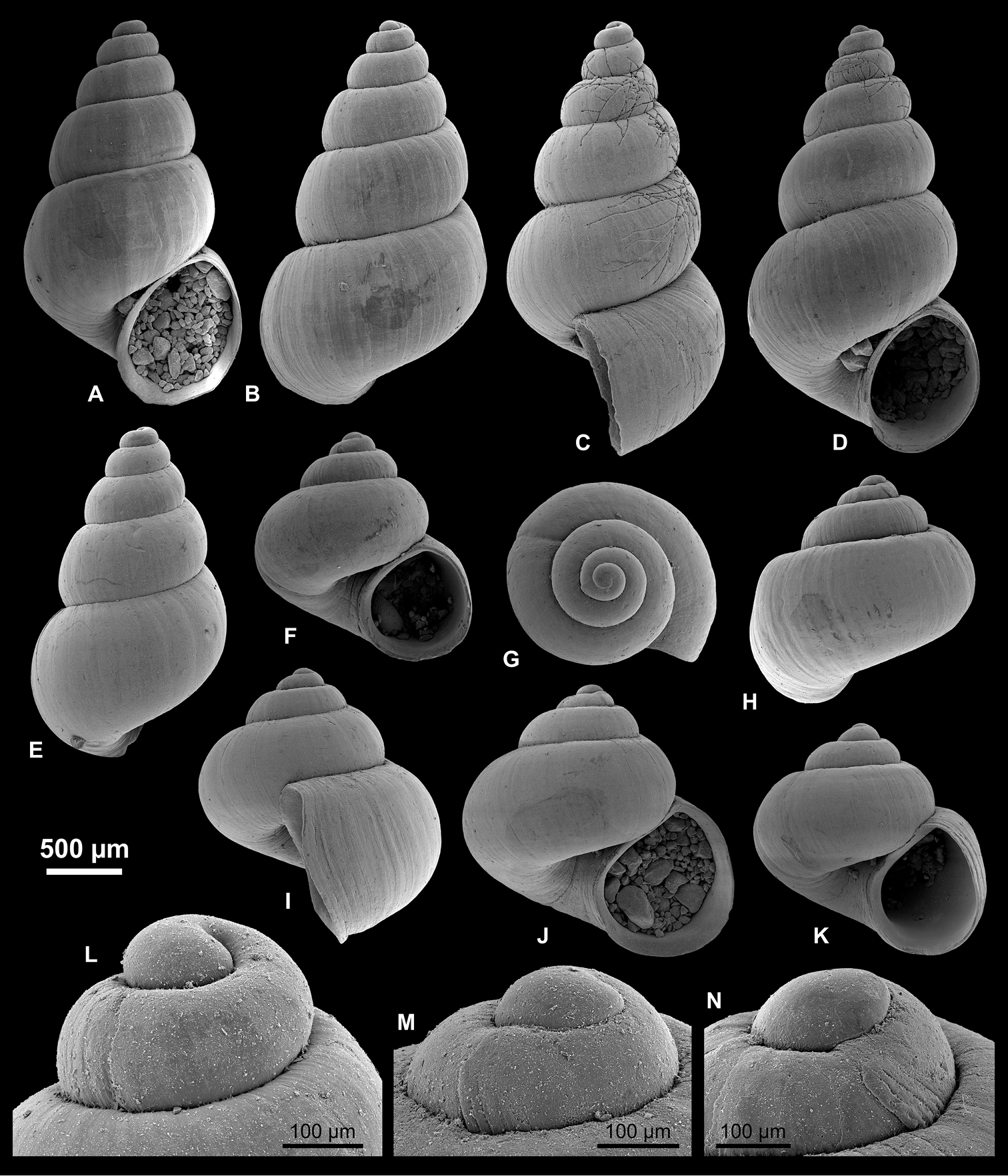 A Late Pleistocene Gastropod Fauna From The Northern Caspian Sea With Implications For Pontocaspian Gastropod Taxonomy