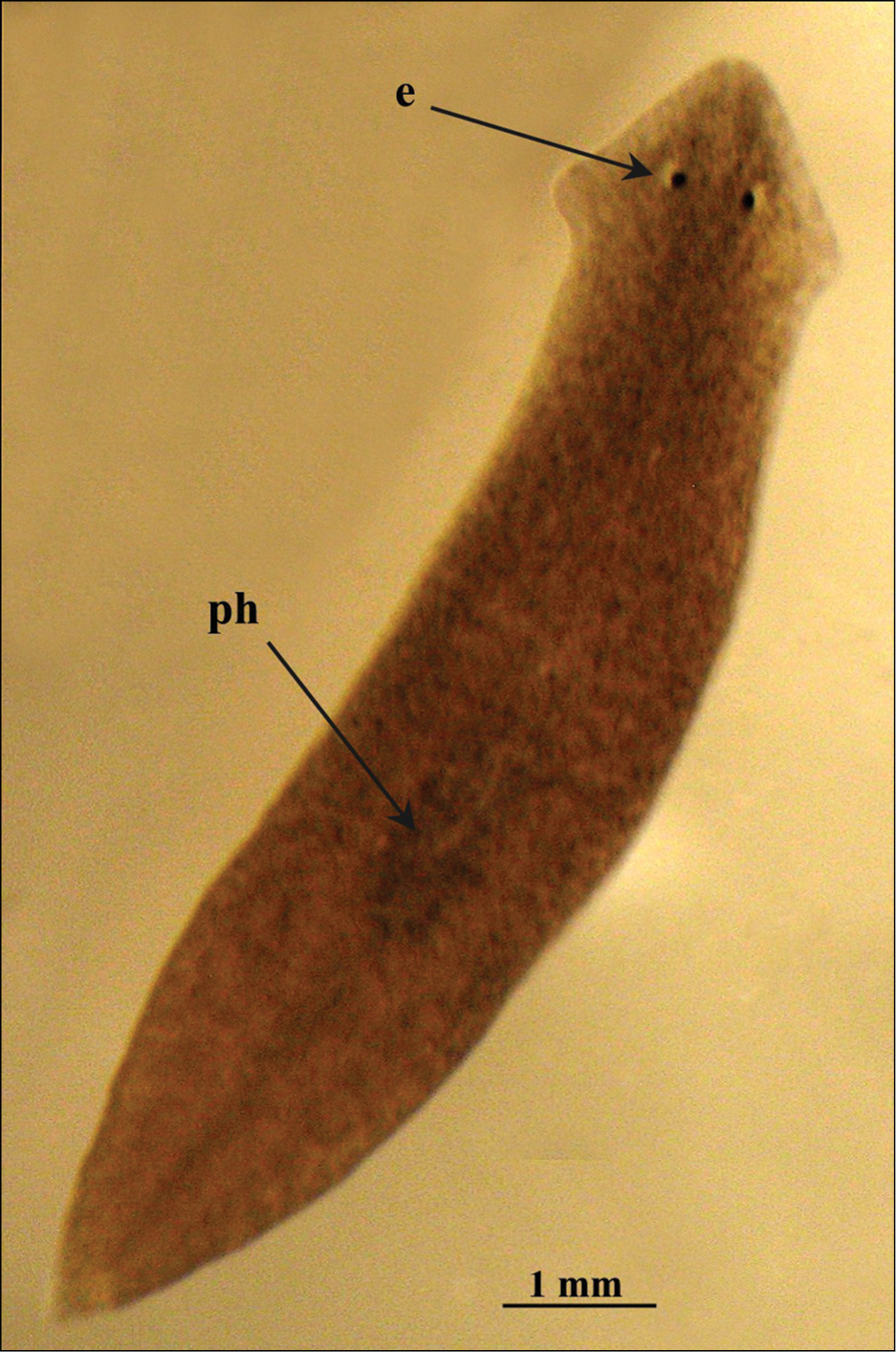 Plathelminthe terrestre, Tricladida plathelminthen