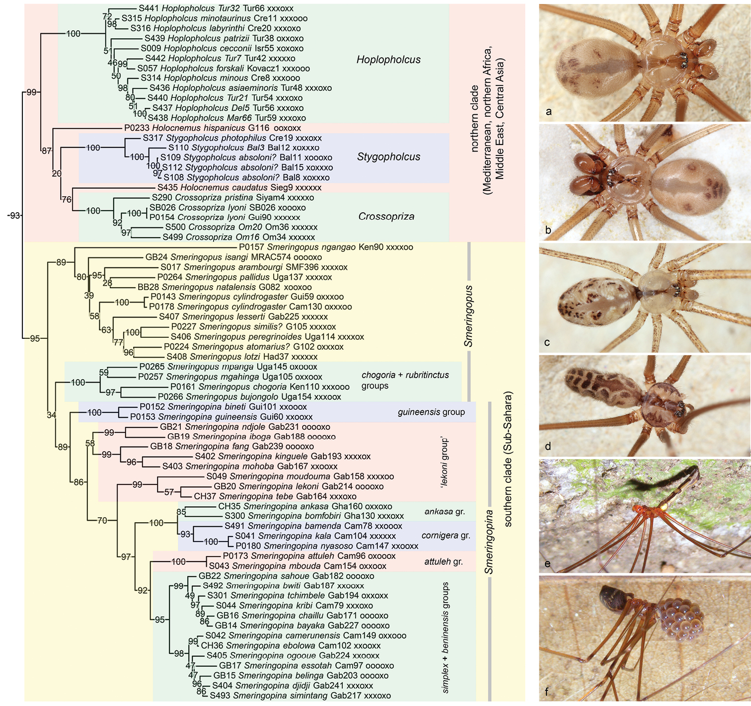 The Phylogeny Of Pholcid Spiders A Critical Evaluation Of Relationships Suggested By Molecular Data Araneae Pholcidae
