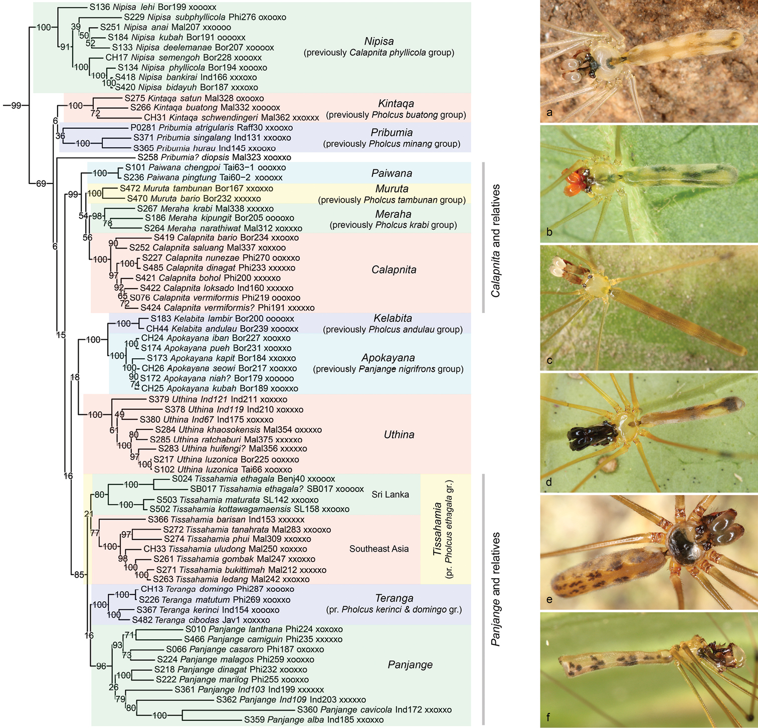 The Phylogeny Of Pholcid Spiders A Critical Evaluation Of Relationships Suggested By Molecular Data Araneae Pholcidae