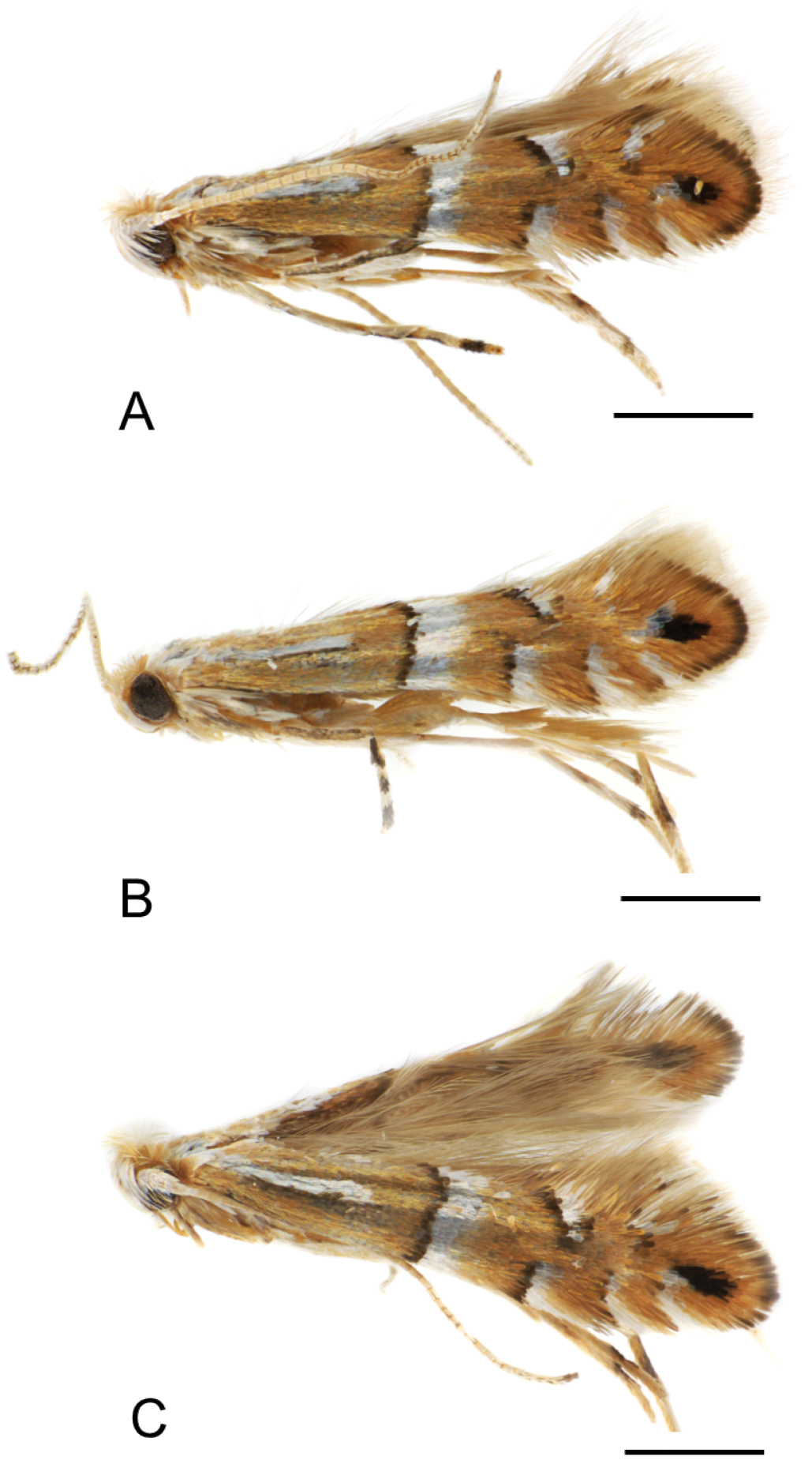 New species of leaf-mining Phyllonorycter (Lepidoptera Gracillariidae ...