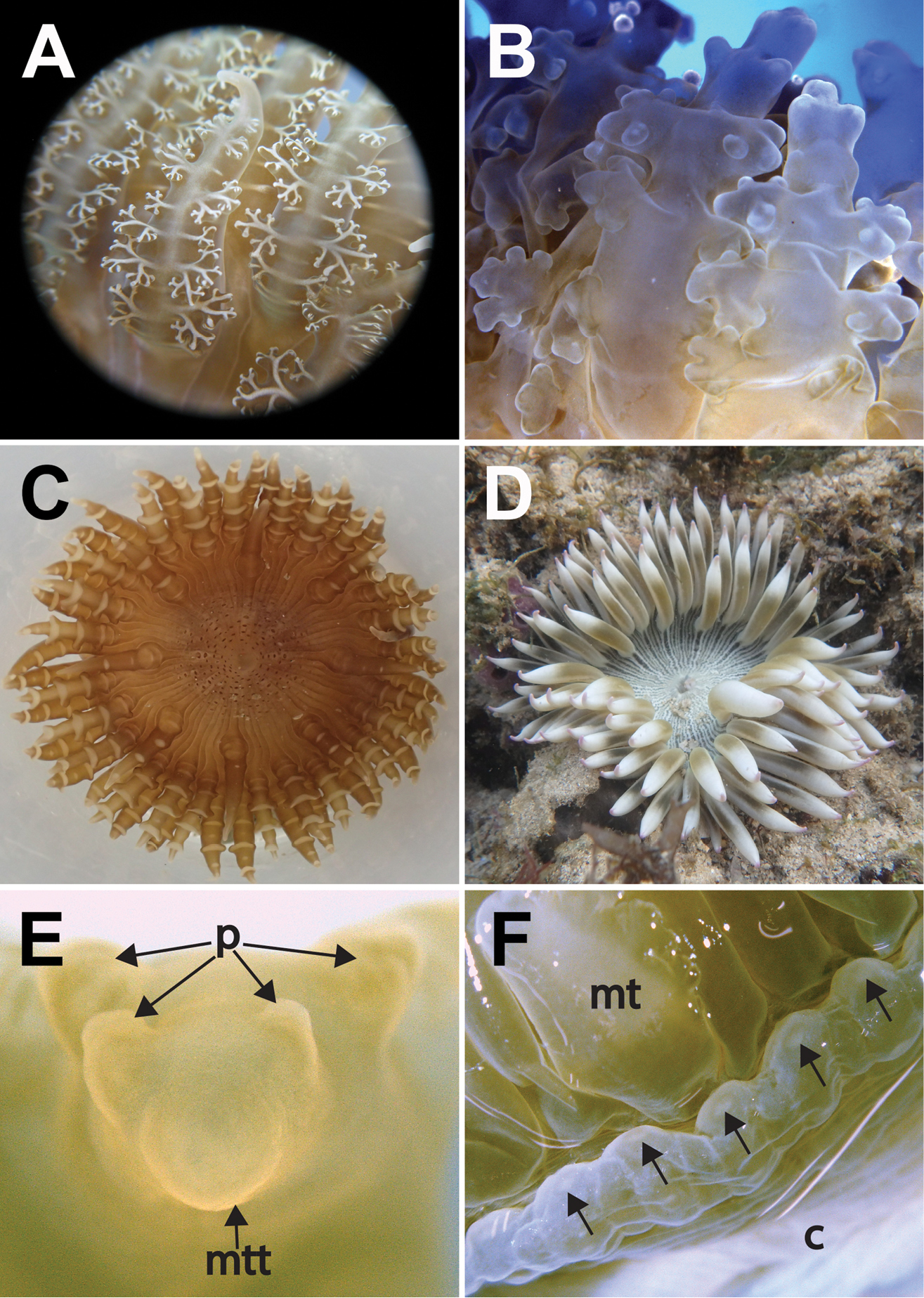 sea Anemone embedded specimens plant botany Embedding  Specimen 