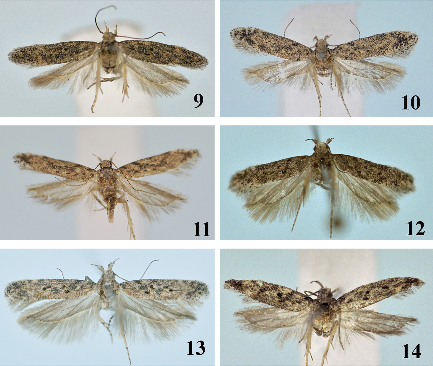 New species and new records of the genus Scrobipalpa Janse (Lepidoptera ...