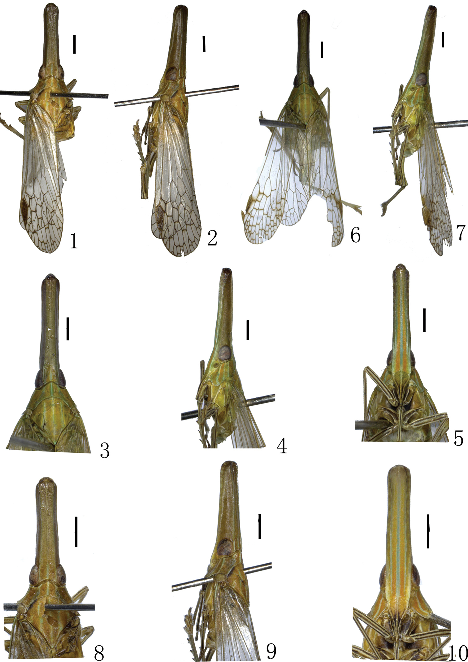 Two New Species Of The Genus Doryphorina Melichar 1912 Hemiptera