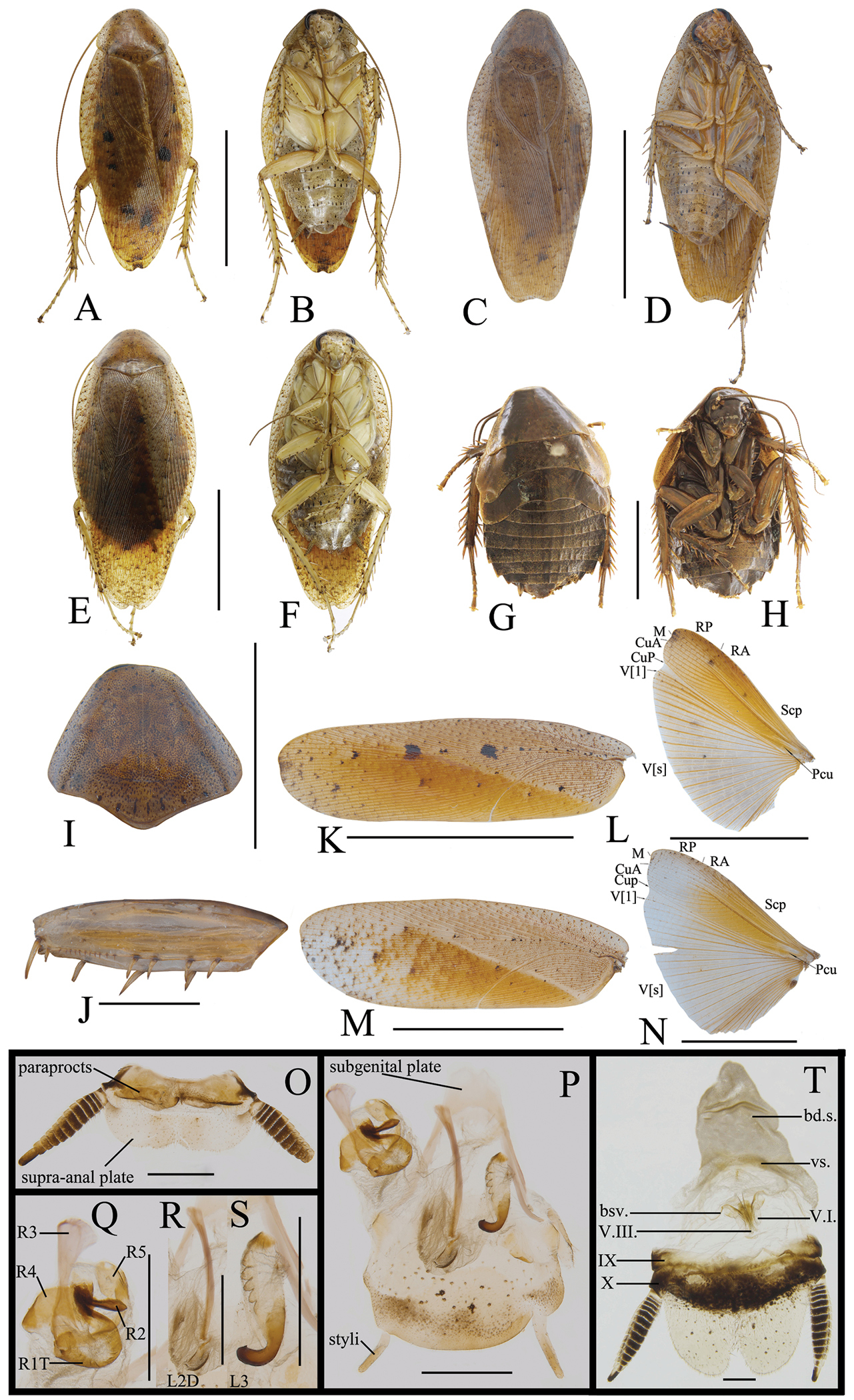 Establishment Of Six New Rhabdoblatta Species Blattodea Blaberidae Epilamprinae From China