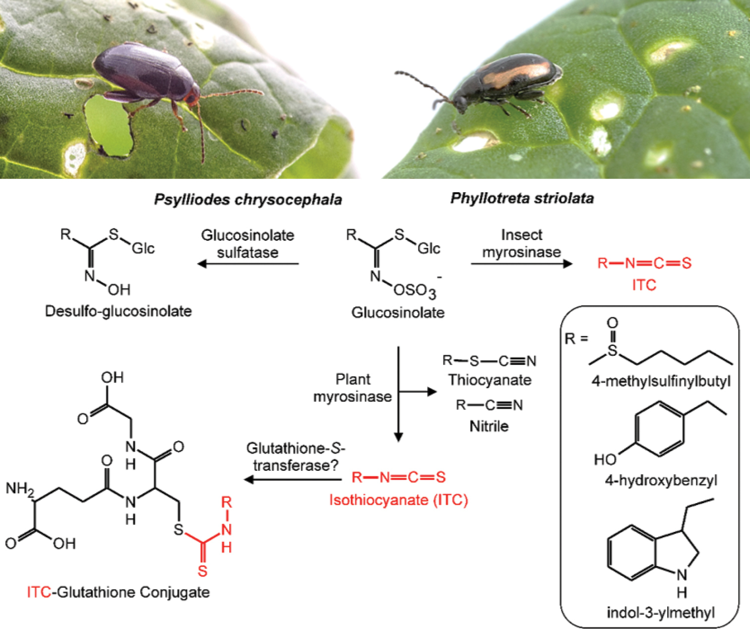 Adaptation of flea beetles to Brassicaceae: host plant associations and ...