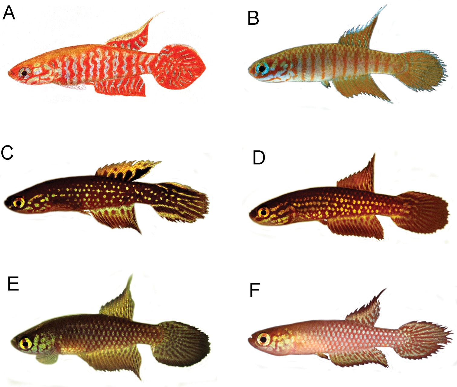 Description of a new species of cynopoeciline killifish  (Cyprinodontiformes, Aplocheilidae), possibly extinct, from the Atlantic  Forest of south-eastern Brazil