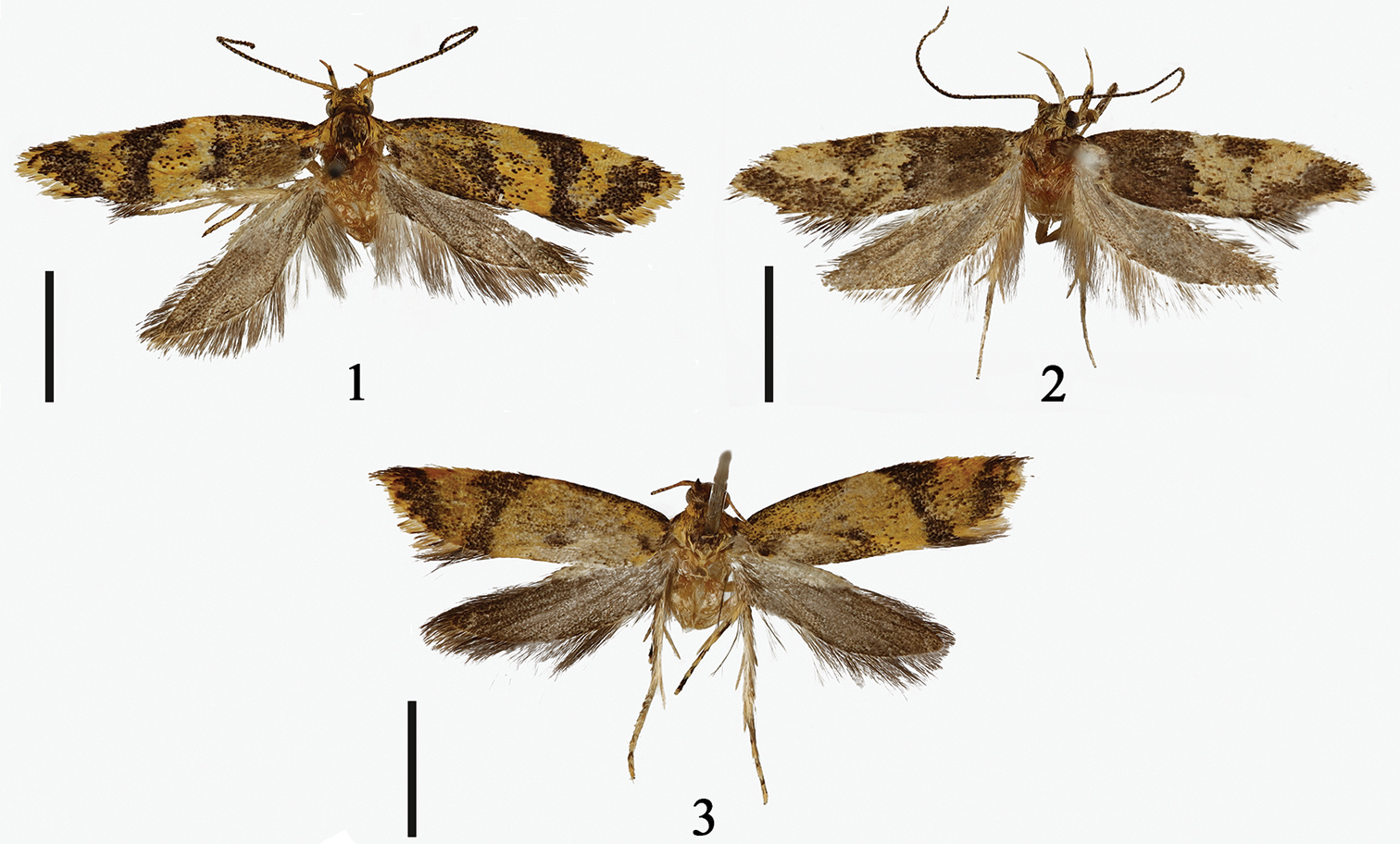 Three new species of Meleonoma Meyrick from Yunnan, China (Lepidoptera ...