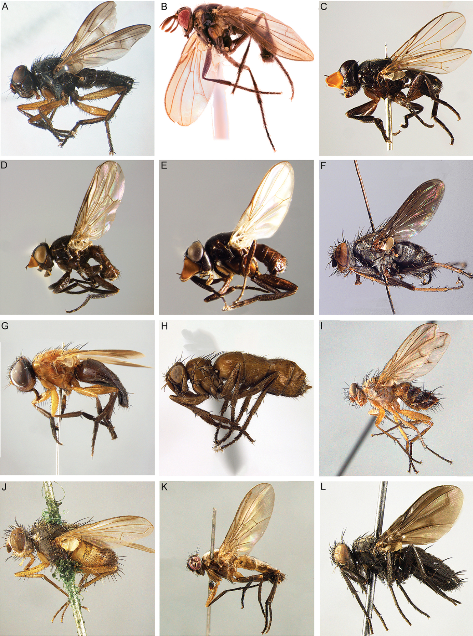 The world woodlouse flies (Diptera, Rhinophoridae)