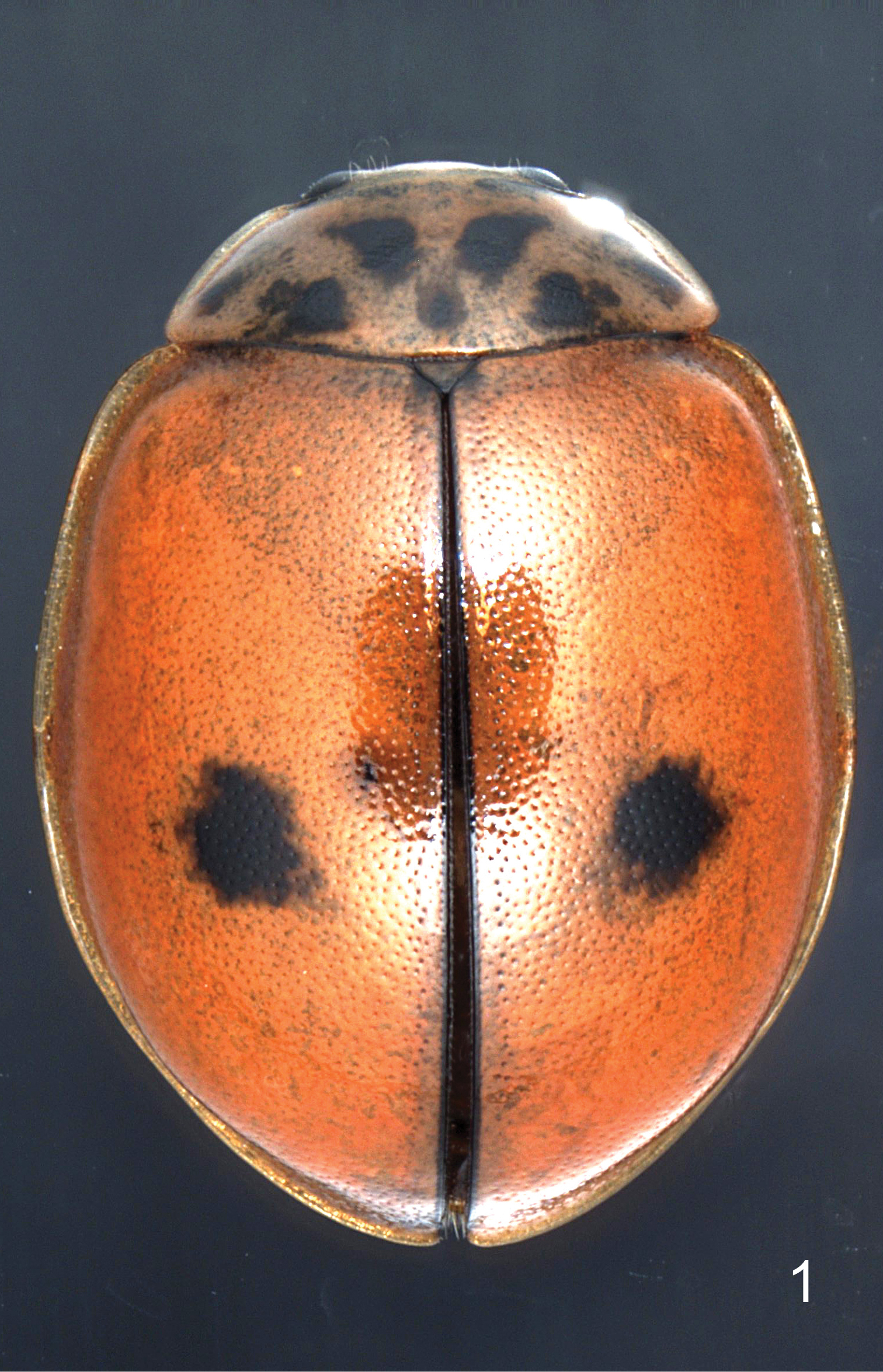 oenopia-shirkuhensis-sp-nov-coleoptera-coccinellidae-from-iran