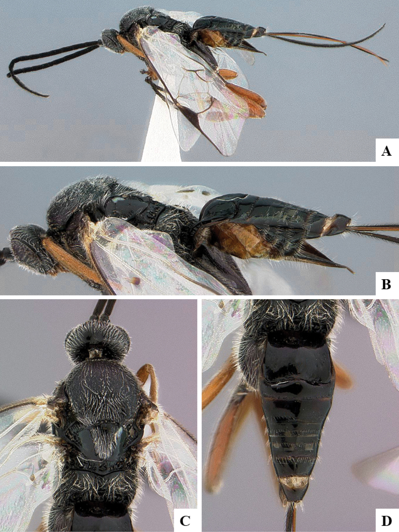 Annotated And Illustrated World Checklist Of Microgastrinae Parasitoid