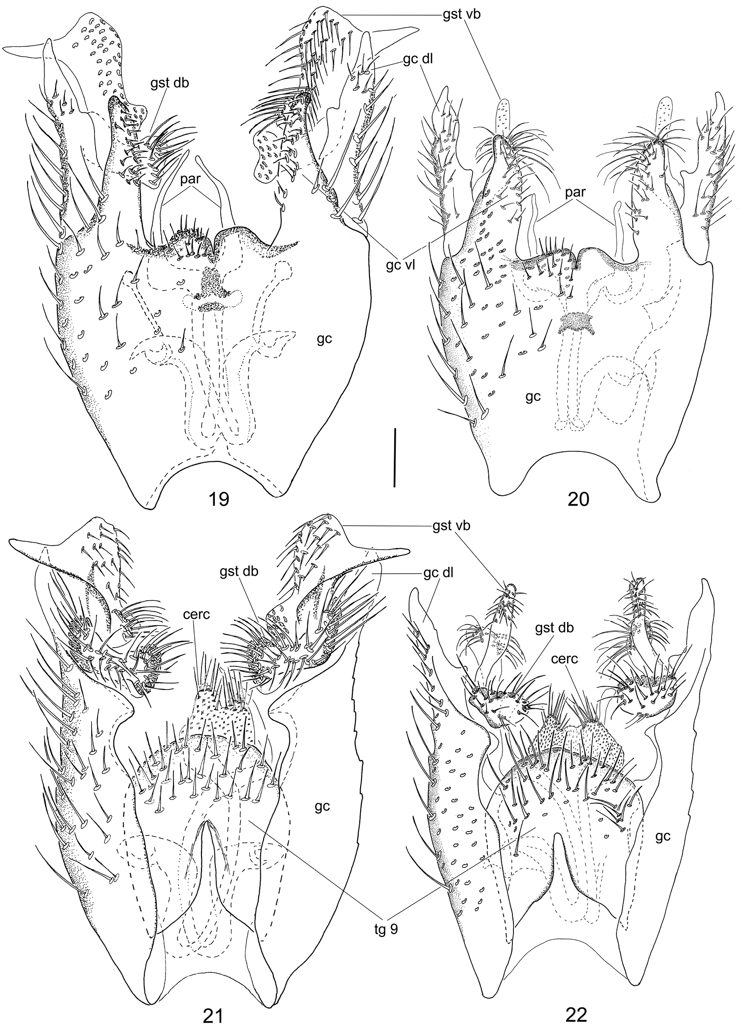 Two New Neuratelia Rondani Diptera Mycetophilidae Species From Western Palaearctic A Case Of
