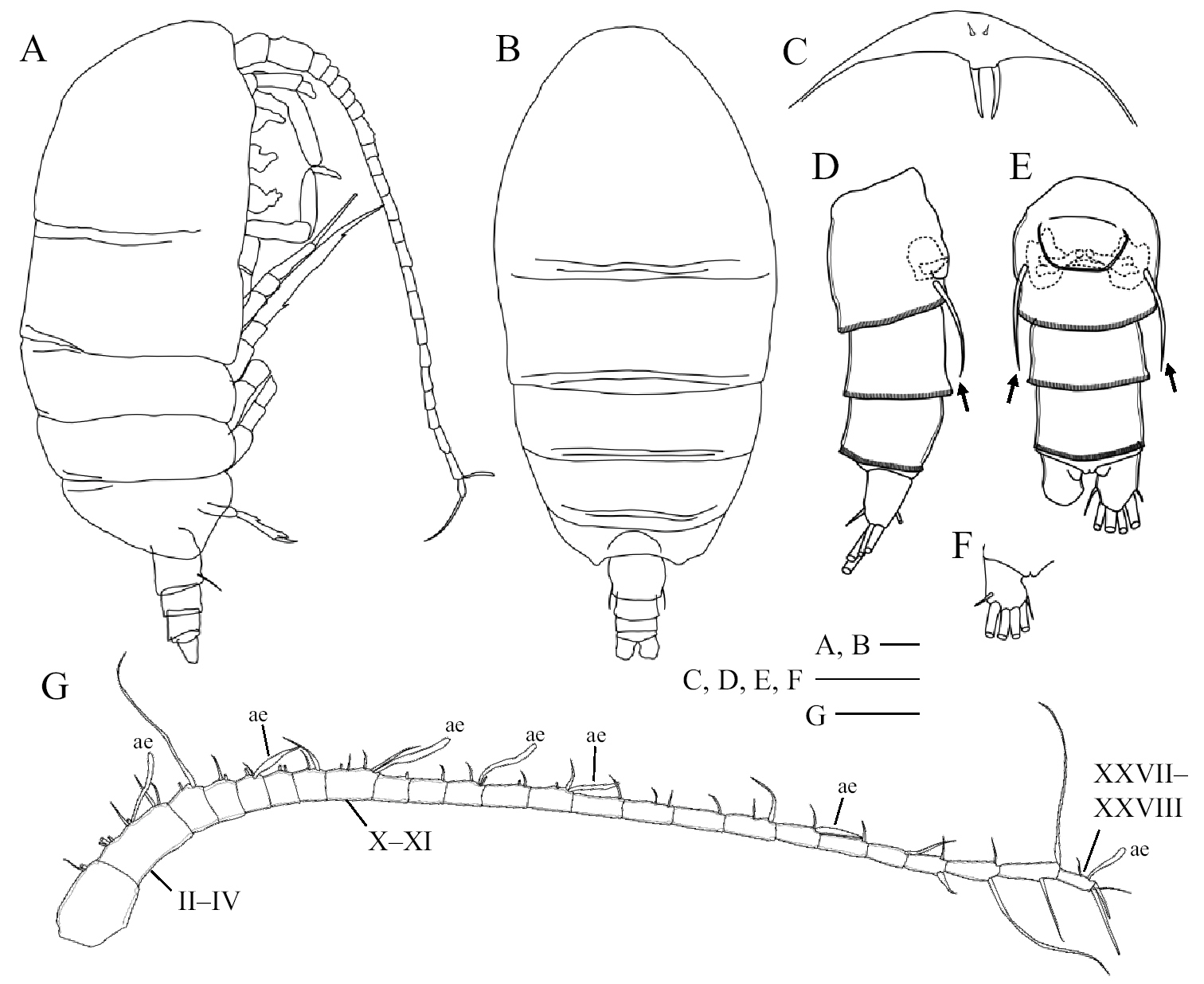 New Genus And Species Of Calanoid Copepods Crustacea Belonging To The Group Of Bradfordian Families Collected From The Hyperbenthic Layers Off Japan