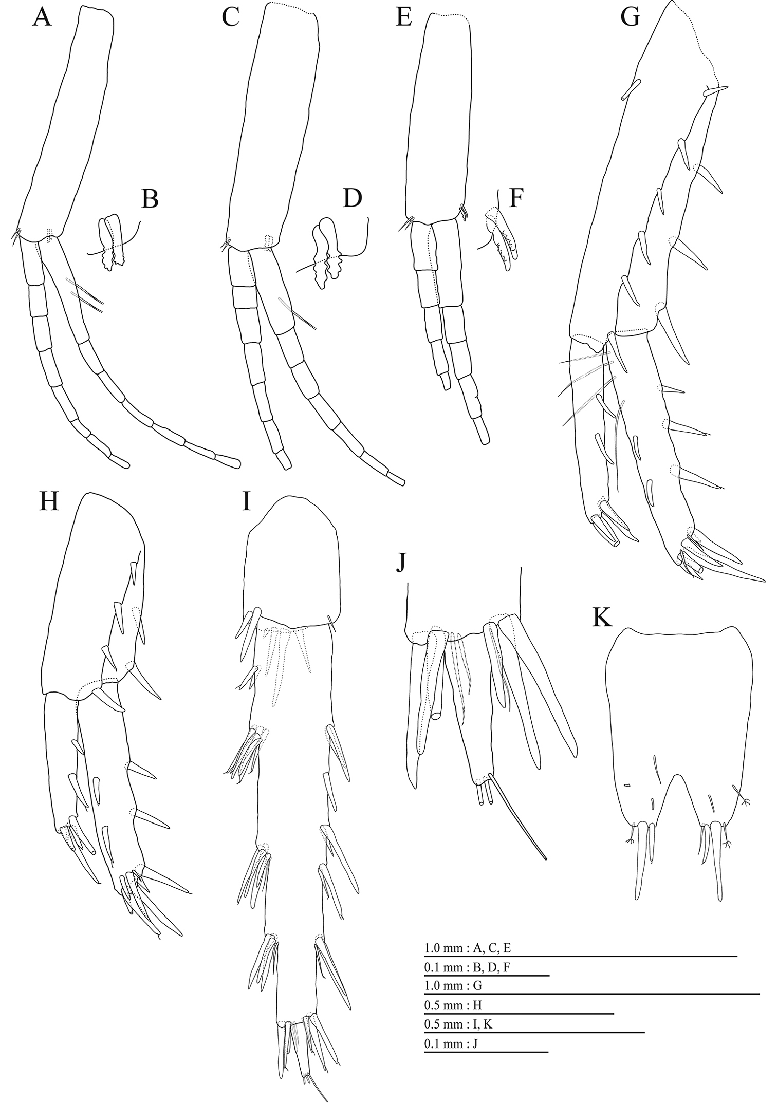A New Cave Amphipod Pseudocrangonyx Wonkimi Sp Nov Crustacea Amphipoda Pseudocrangonyctidae From The Korean Peninsula