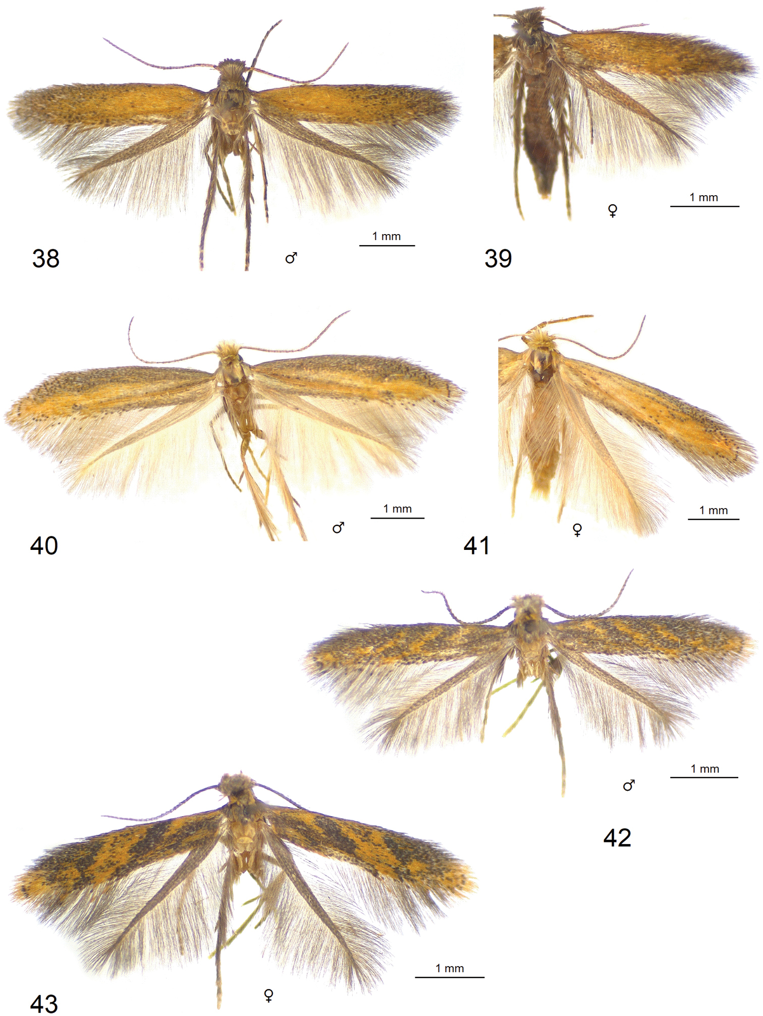 Exotic-looking Neotropical Tischeriidae (Lepidoptera) and their host plants