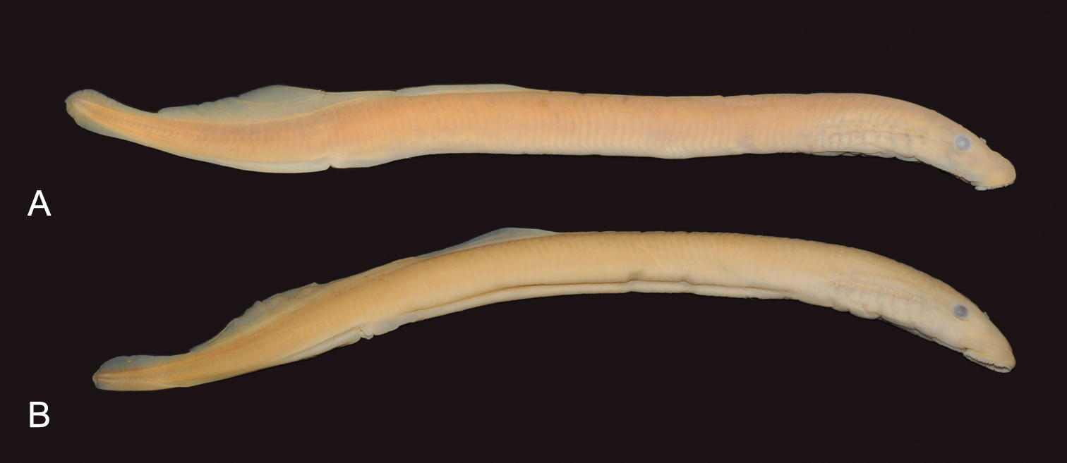 Morphology-based taxonomic re-assessment of the Arctic lamprey ...