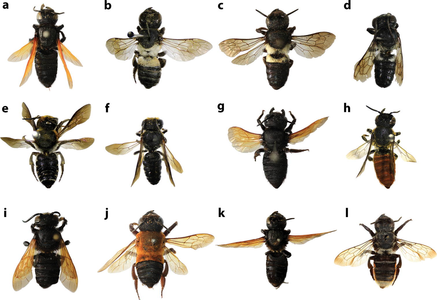 Resin Bees Of Genus Megachile Subgenera Callomegachile And Carinula Hymenoptera Megachilidae From Thailand With Description Of A New Species