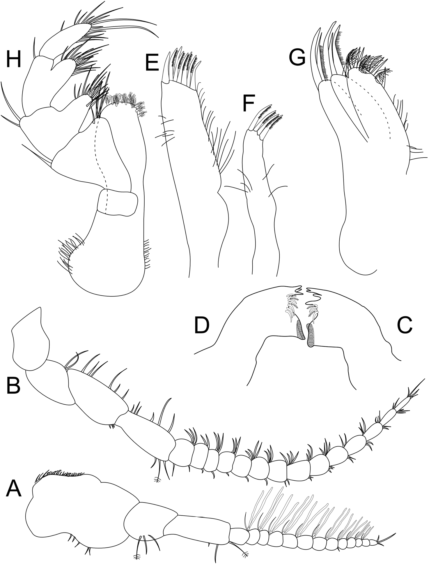 Redescription of Gnorimosphaeroma oregonense (Dana, 1853) (Crustacea ...