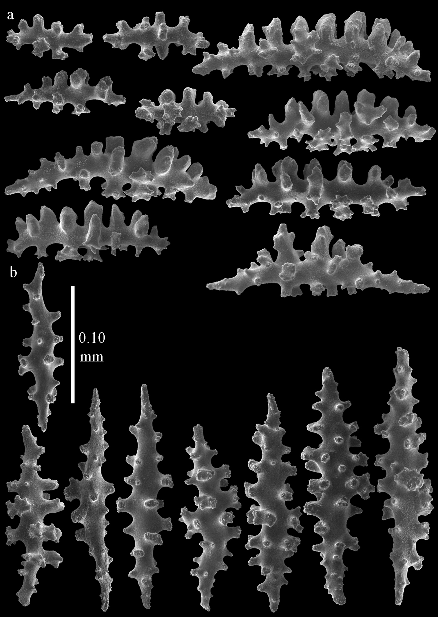 Melithaeidae Of Japan Octocorallia Alcyonacea Re Examined With