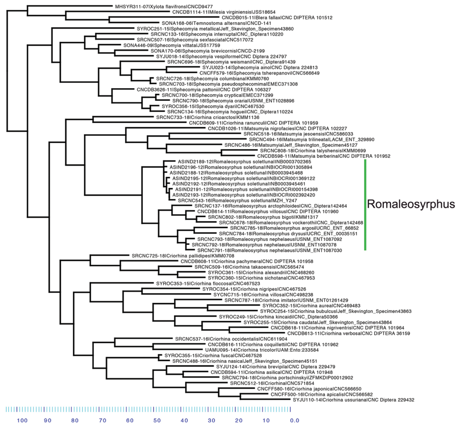 ﻿Taxonomic revision of Romaleosyrphus Bigot (Diptera, Syrphidae ...
