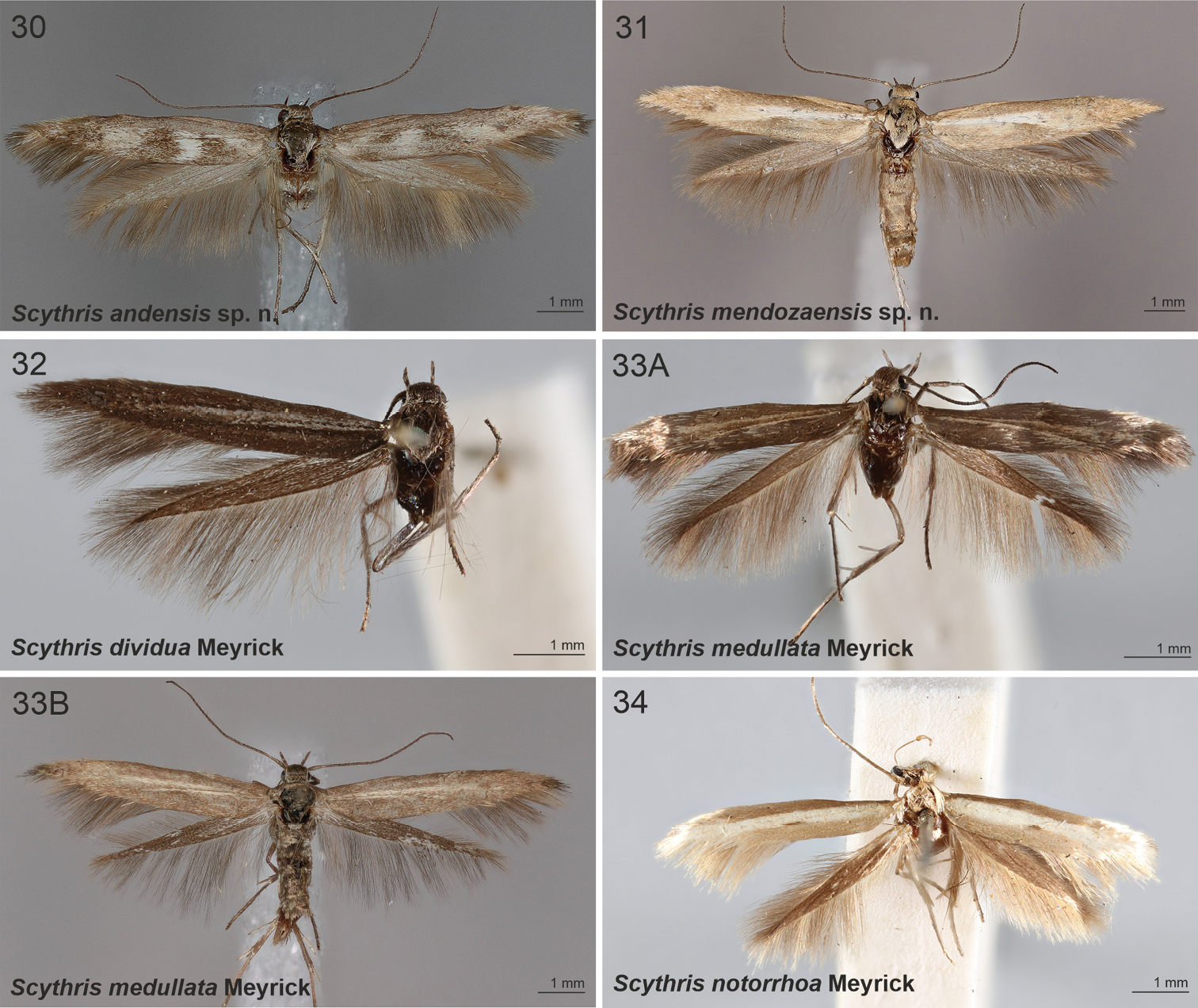 ﻿Revision of Neotropical Scythrididae moths and descriptions of 22 new ...
