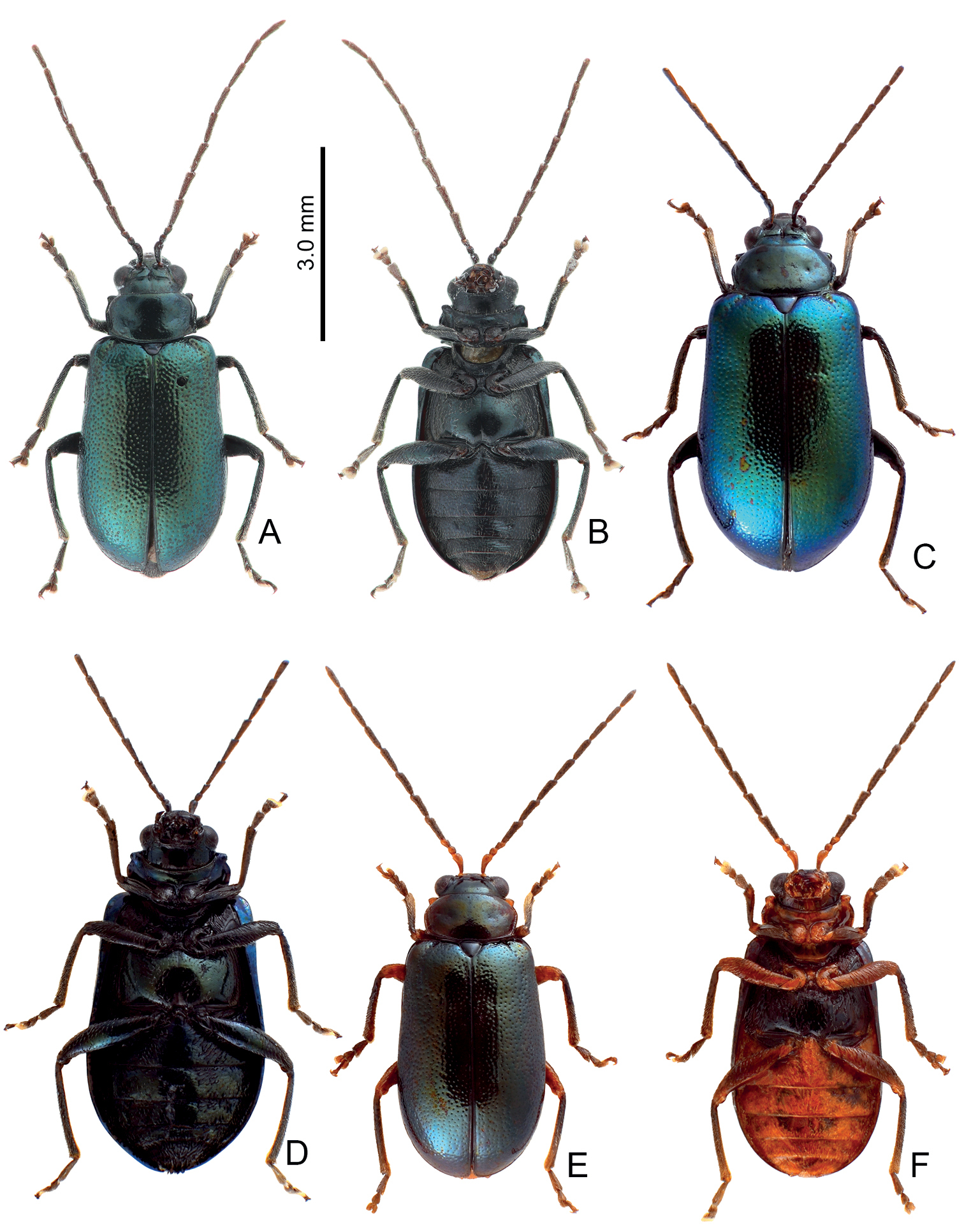  revision of the genus arthrotus motschulsky 1858 coleoptera