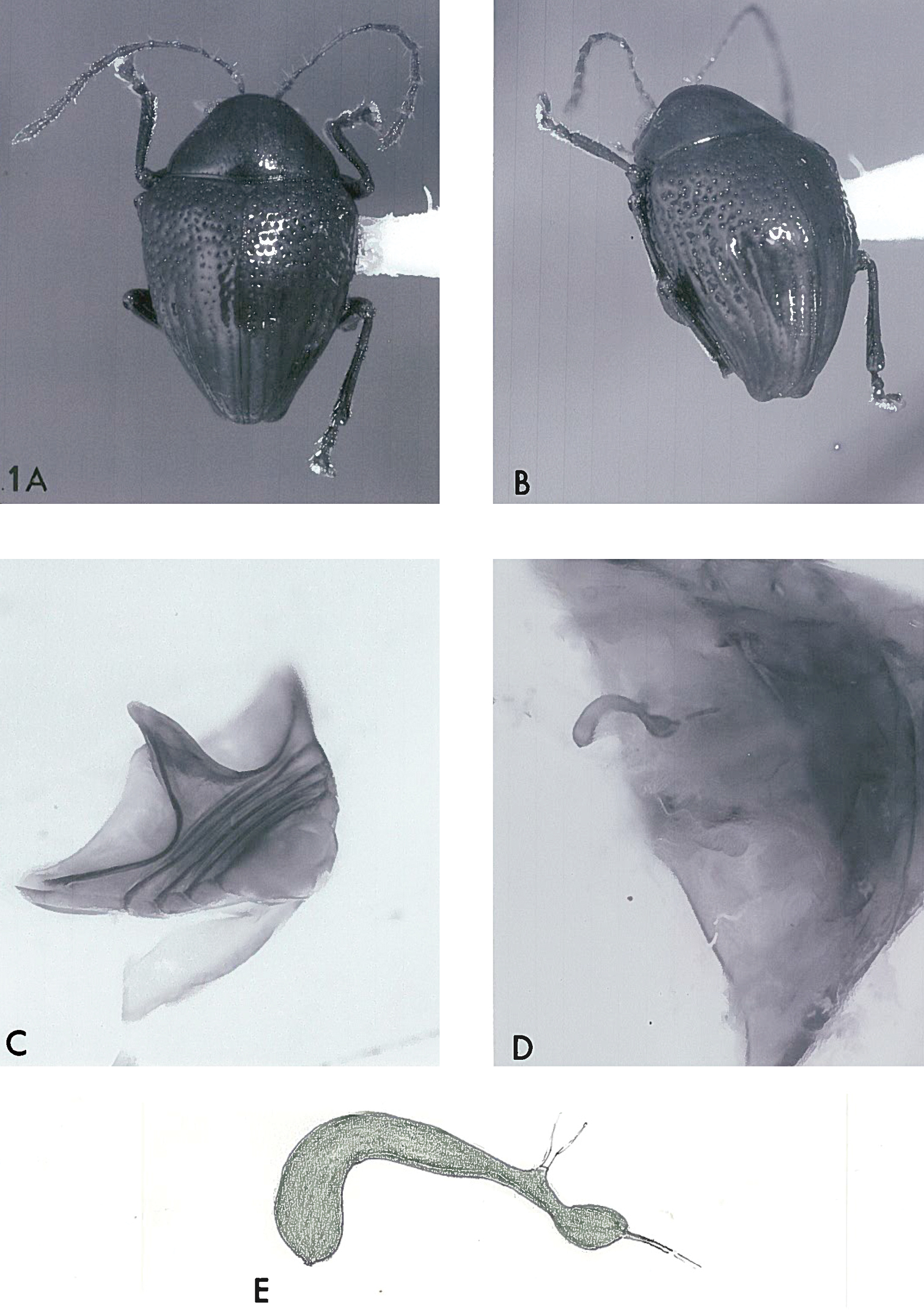 Acronymolpus a new genus of eumolpinae endemic to new caledonia