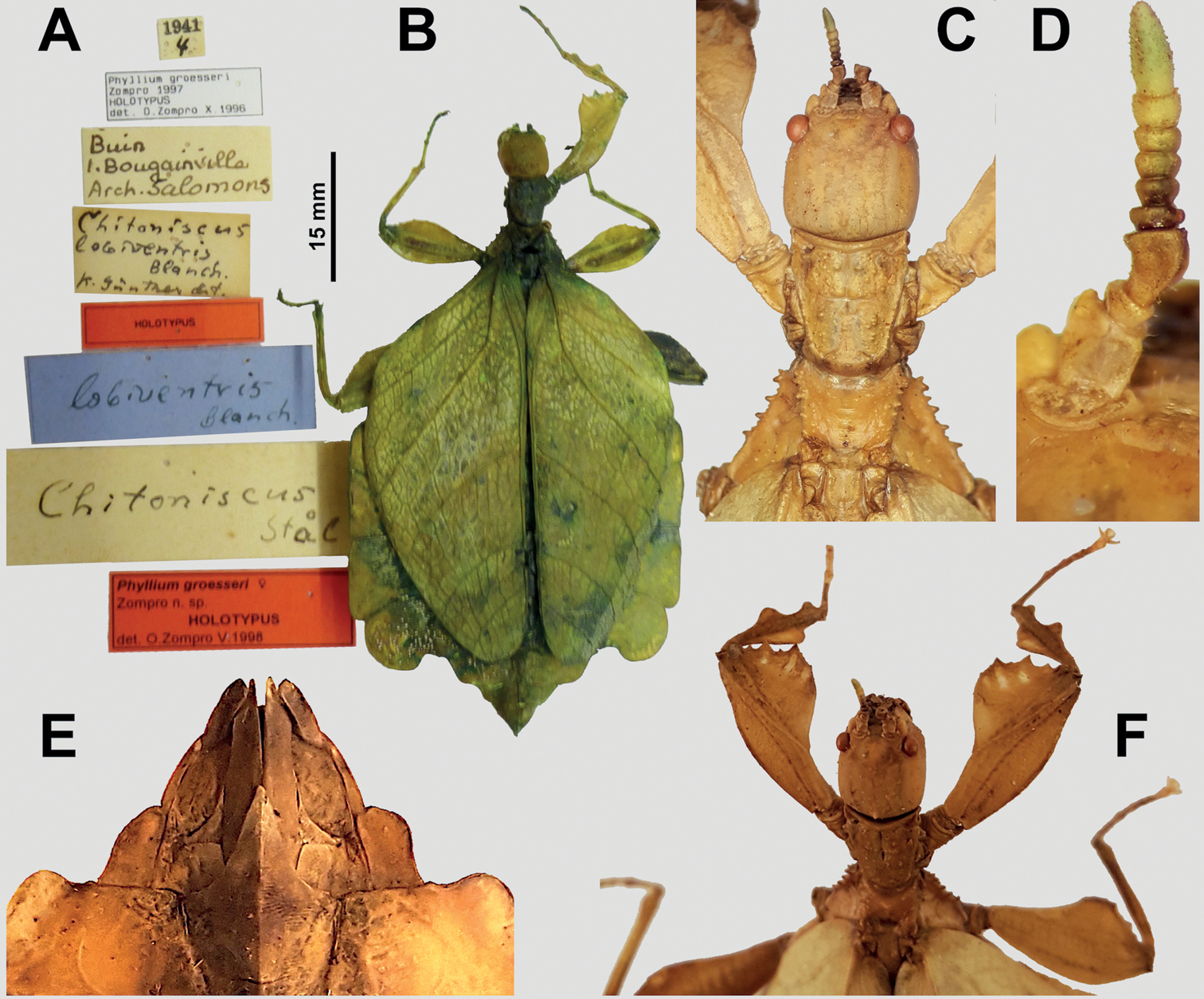 ﻿three New Genera And One New Species Of Leaf Insect From Melanesia
