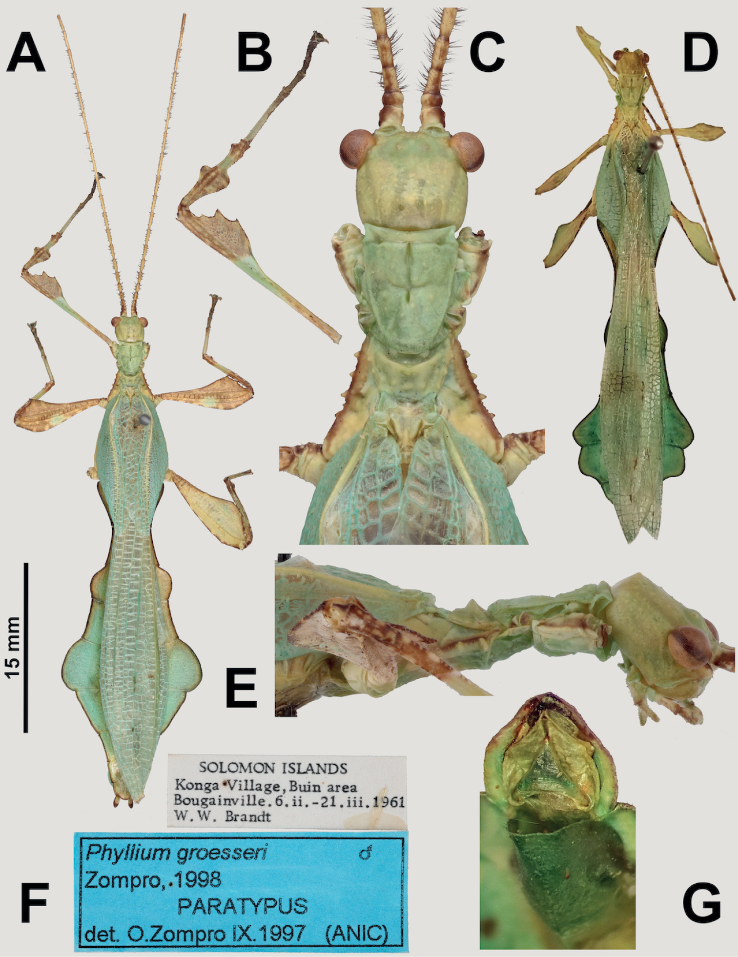 ﻿three New Genera And One New Species Of Leaf Insect From Melanesia
