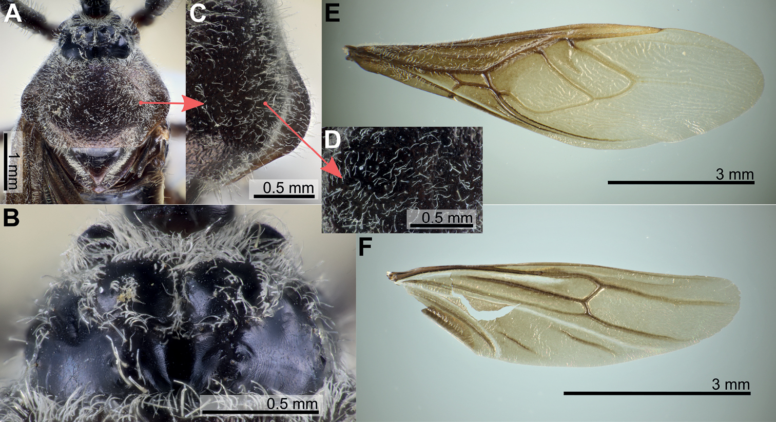 ﻿three New Species Of The Genus Biasticus Stål 1867 Insecta