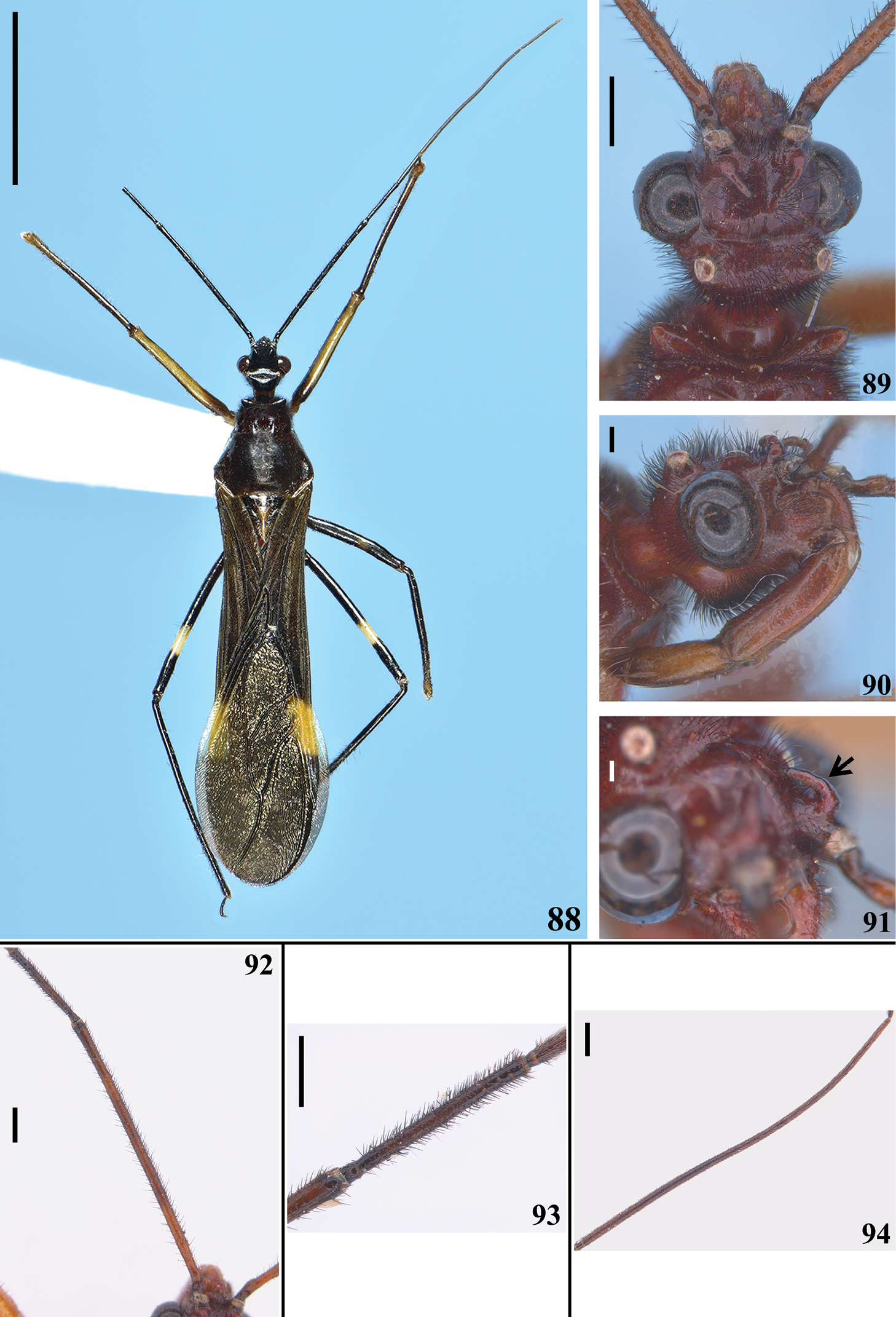 ﻿a New Genus And A New Species Of Wasp Mimicking Harpactorini