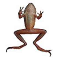 A new species of the genus Rana from Henan, central China (Anura
